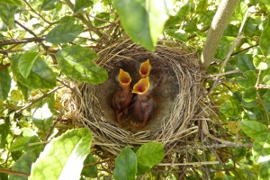 Vox Populi Toastmasters chicks in nest SXC